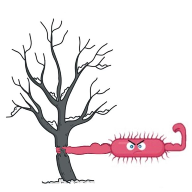 Detached Twig Assay for Bacterial Canker Response Evaluation on Peach