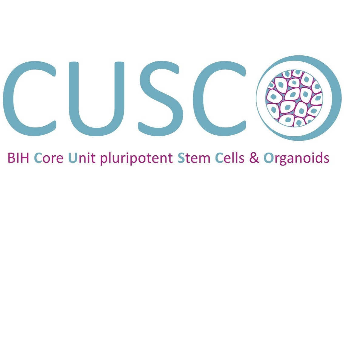 hiPSC derived Neural Stem Cells (NSCs) generation, banking and quality control