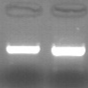 DNA isolation from cattle tissues: blood, semen or any kind of tissues, including ear biopsies