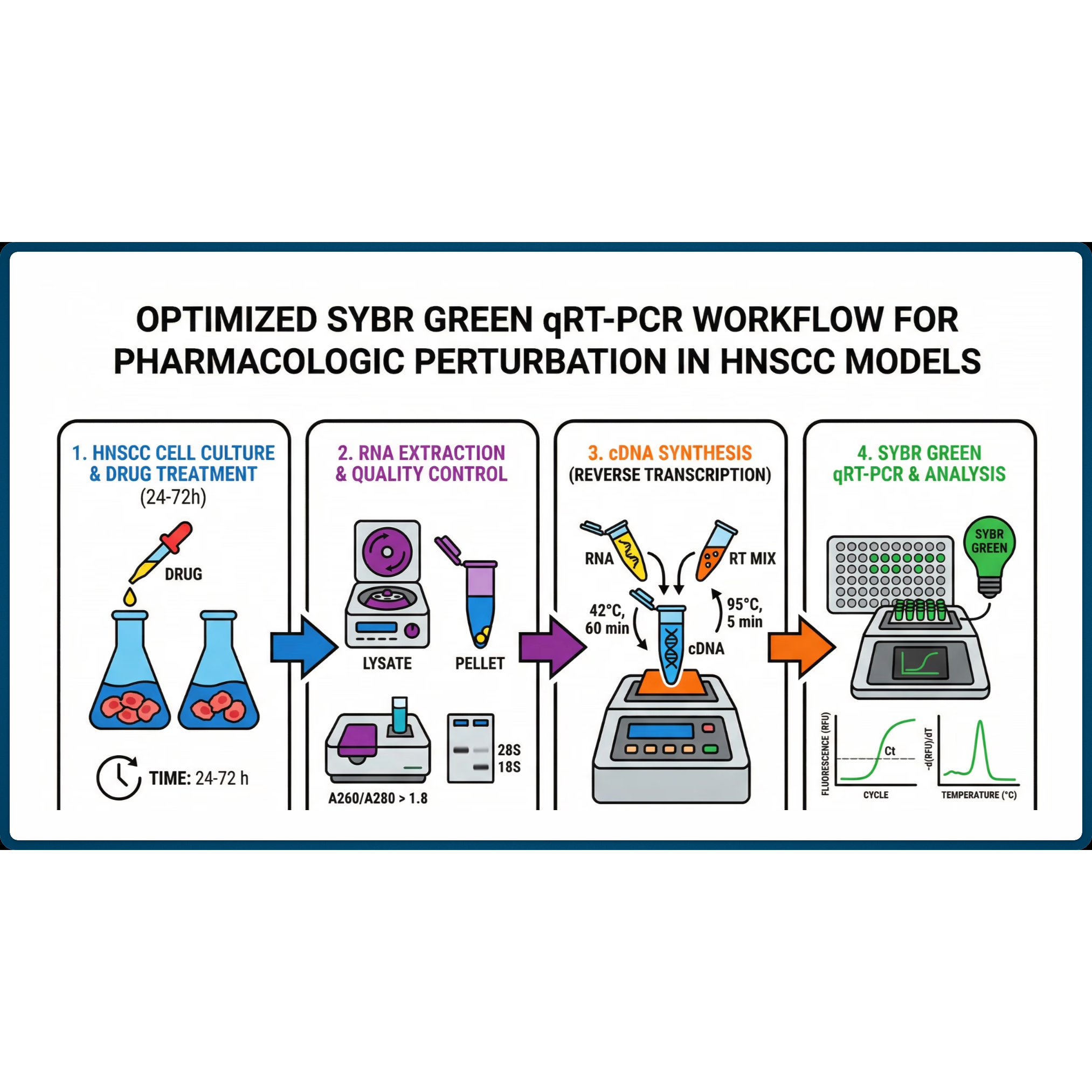 Optimized SYBR Green qRT-PCR Workflow for Pharmacologic Perturbation in Head and Neck Squamous Cell Carcinoma (HNSCC) Models (TR146 and SCC58)