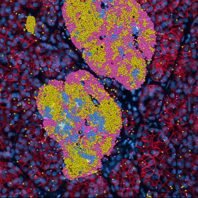 FFPE Tissue Processing for Multimodal Imaging Assays (Phenocycler-Fusion + H&E) following Xenium In Situ Gene Expression