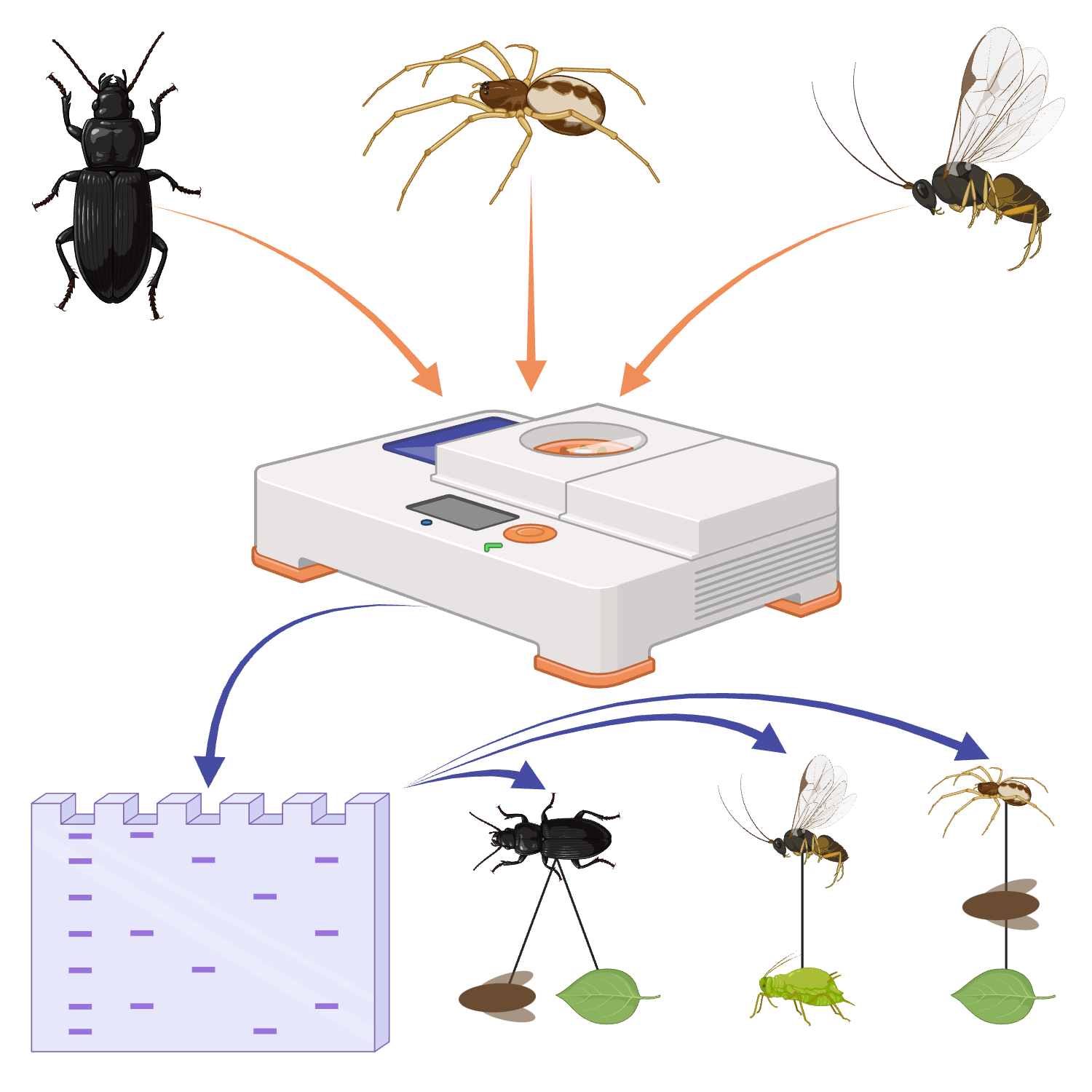 Field-based invertebrate molecular diagnostics using a BentoLab