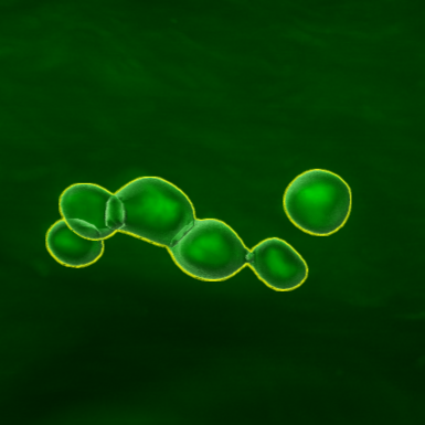 Quantification of neurons in cleared large ganglionated tissues