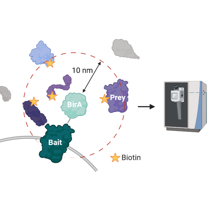 BioID: Identifying Protein-Protein Interactions in Living Cells