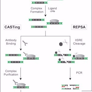Direct Double-Stranded DNA Quantitation from PCR Reactions