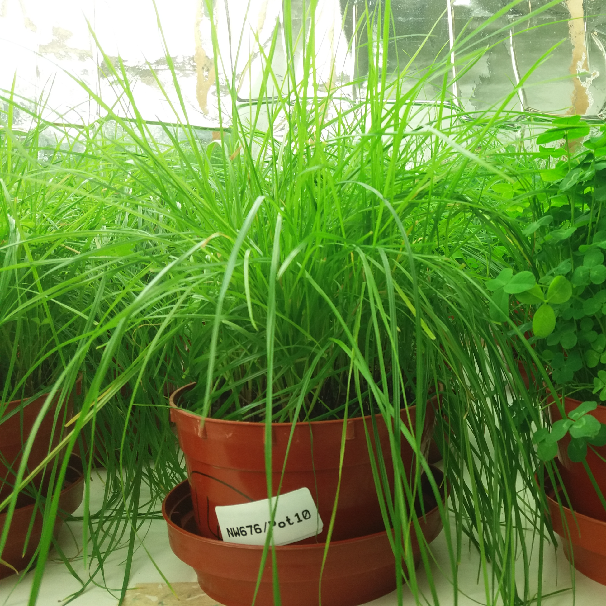 Harvest protocol for cereal and grass crops from pot trials