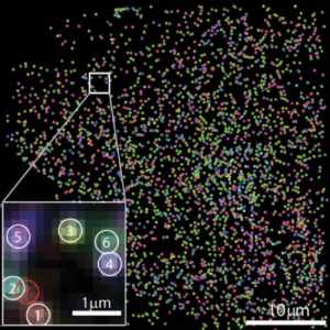 RNA Imaging with MERFISH - Sample Preparation and Staining