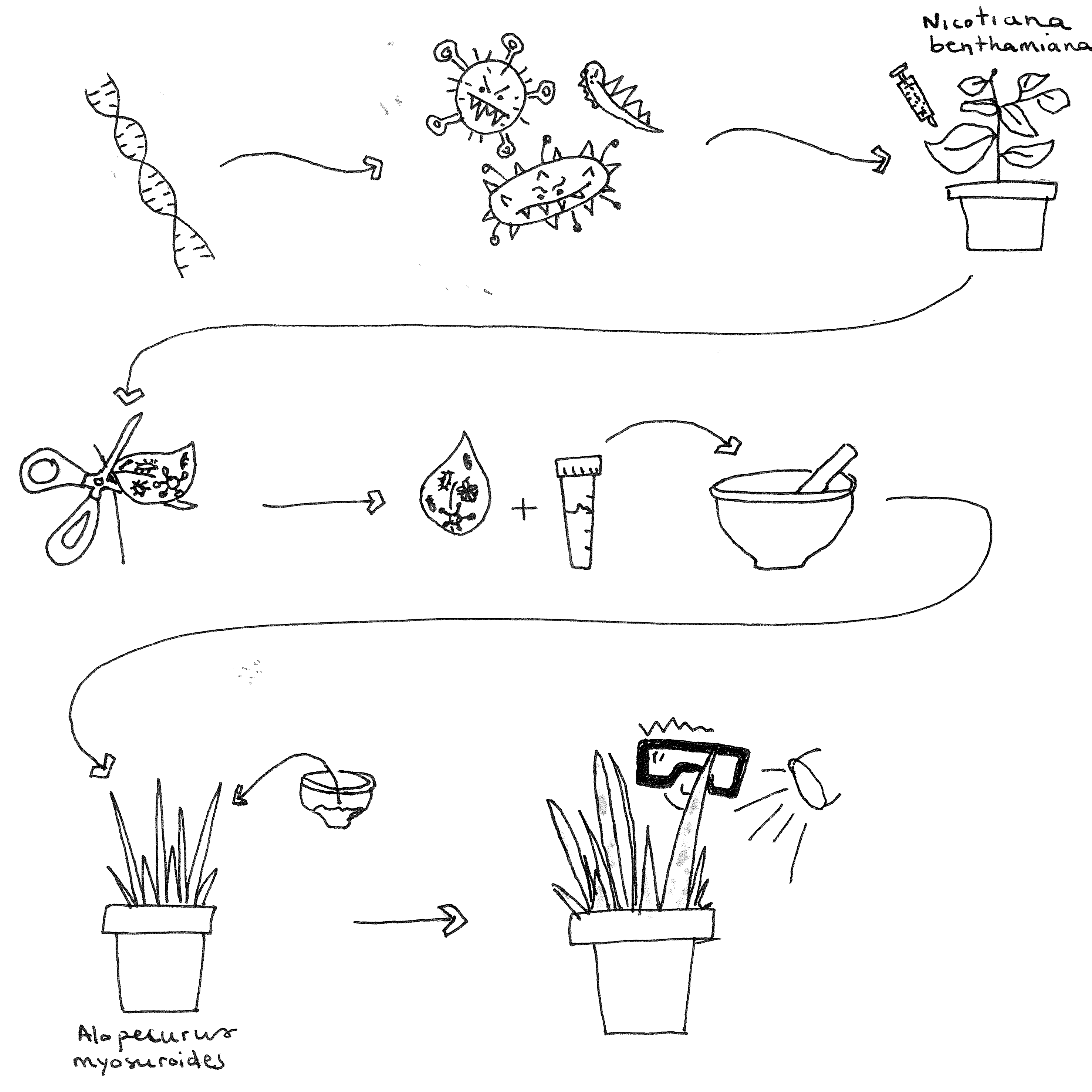 Infiltration and rubbing with BSMV or FoMV vectors for VMRG