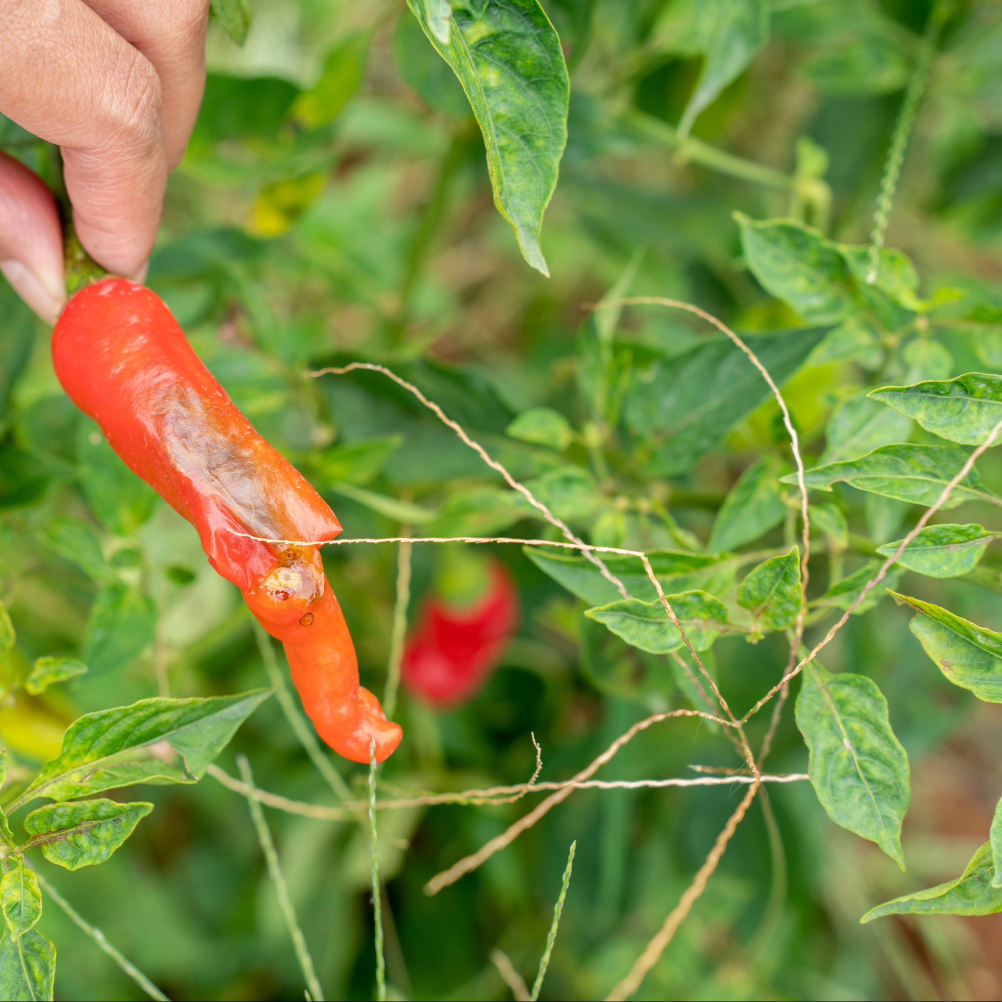 Preparation of Phytophthora zoospore suspensions