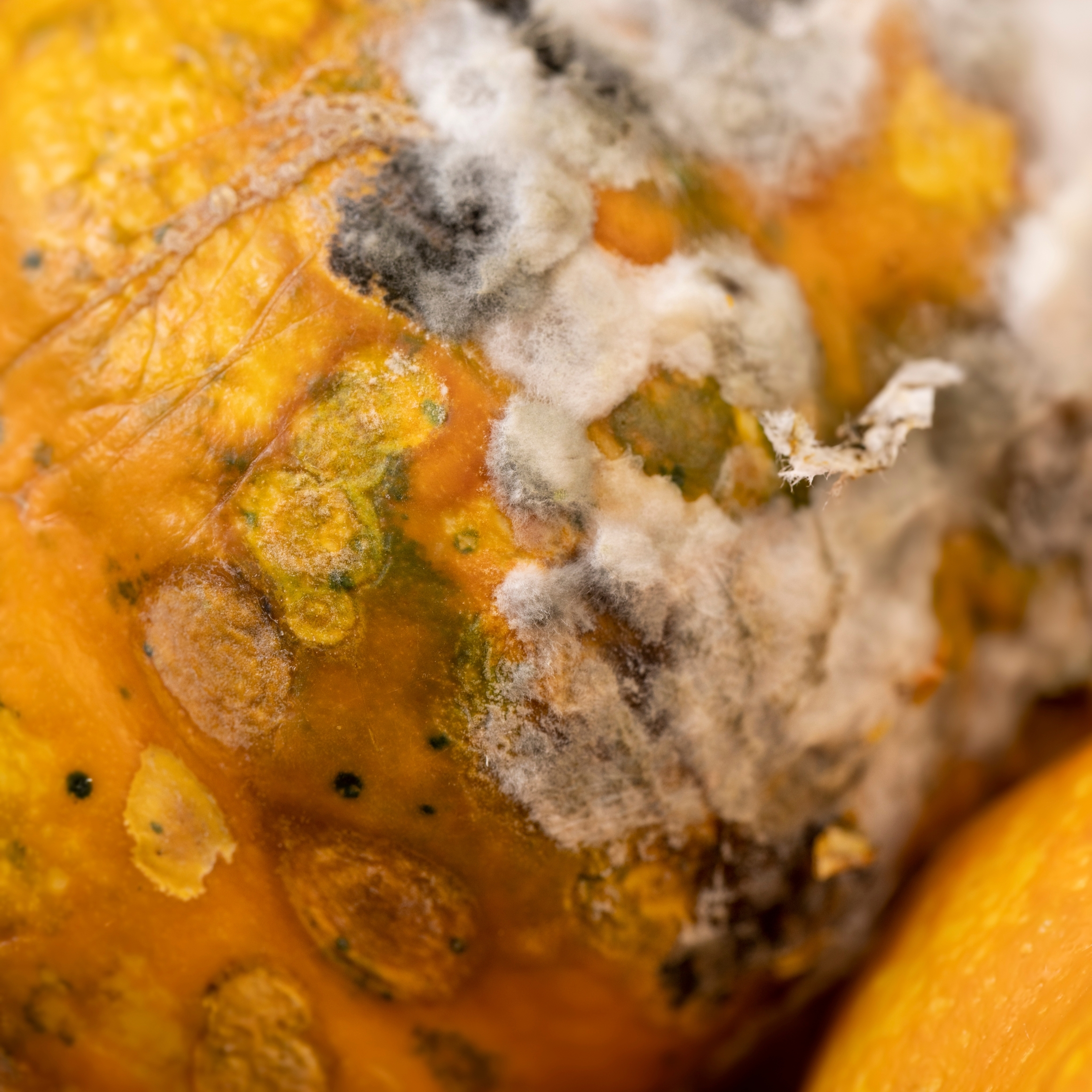 Zoospore microfluidic chemotaxis assay