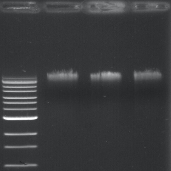 Universal HMW genomic DNA extraction protocol for long reads sequencing