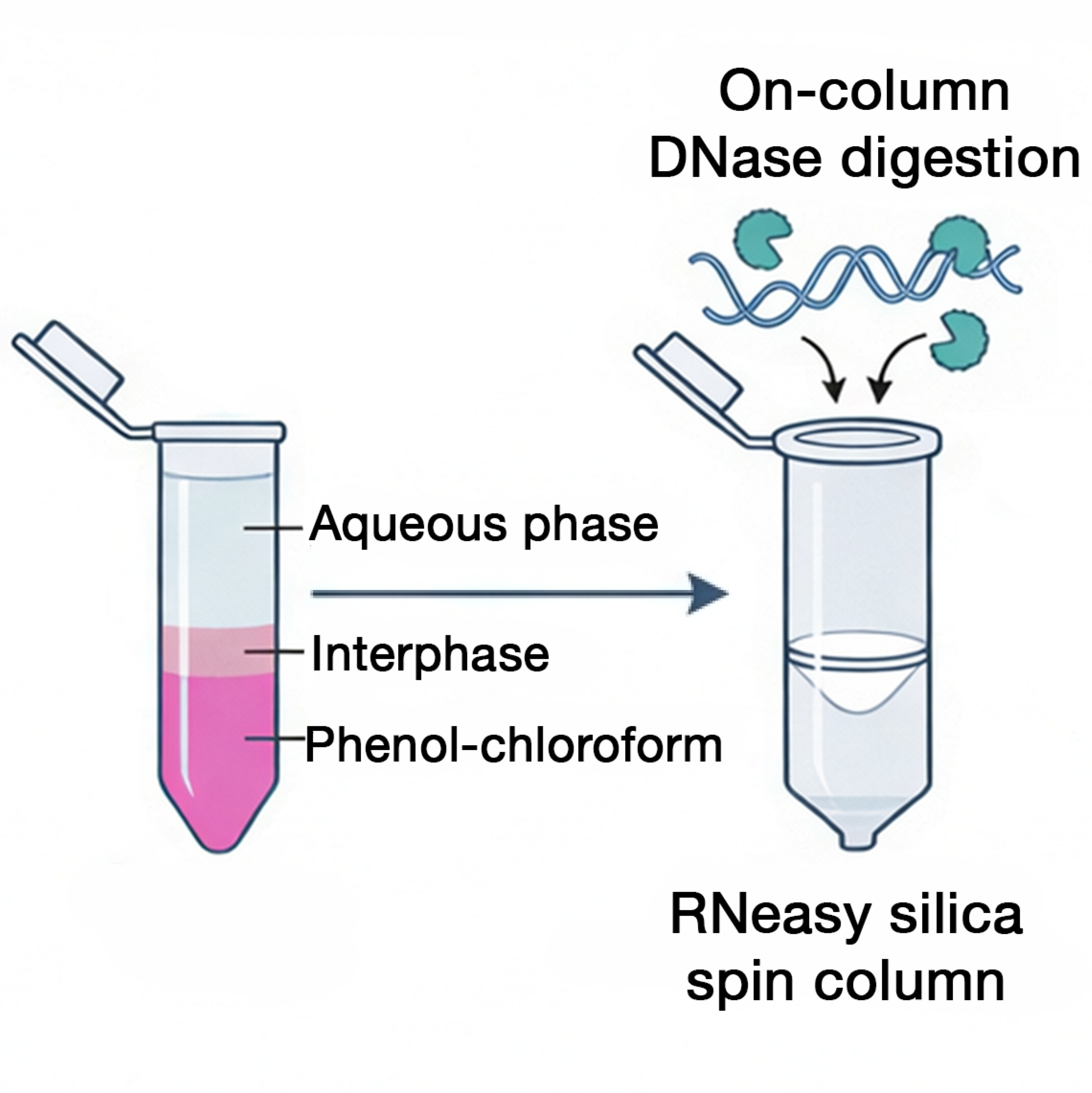 RNA Extraction From Human Tissue Specimens for RNA-Seq