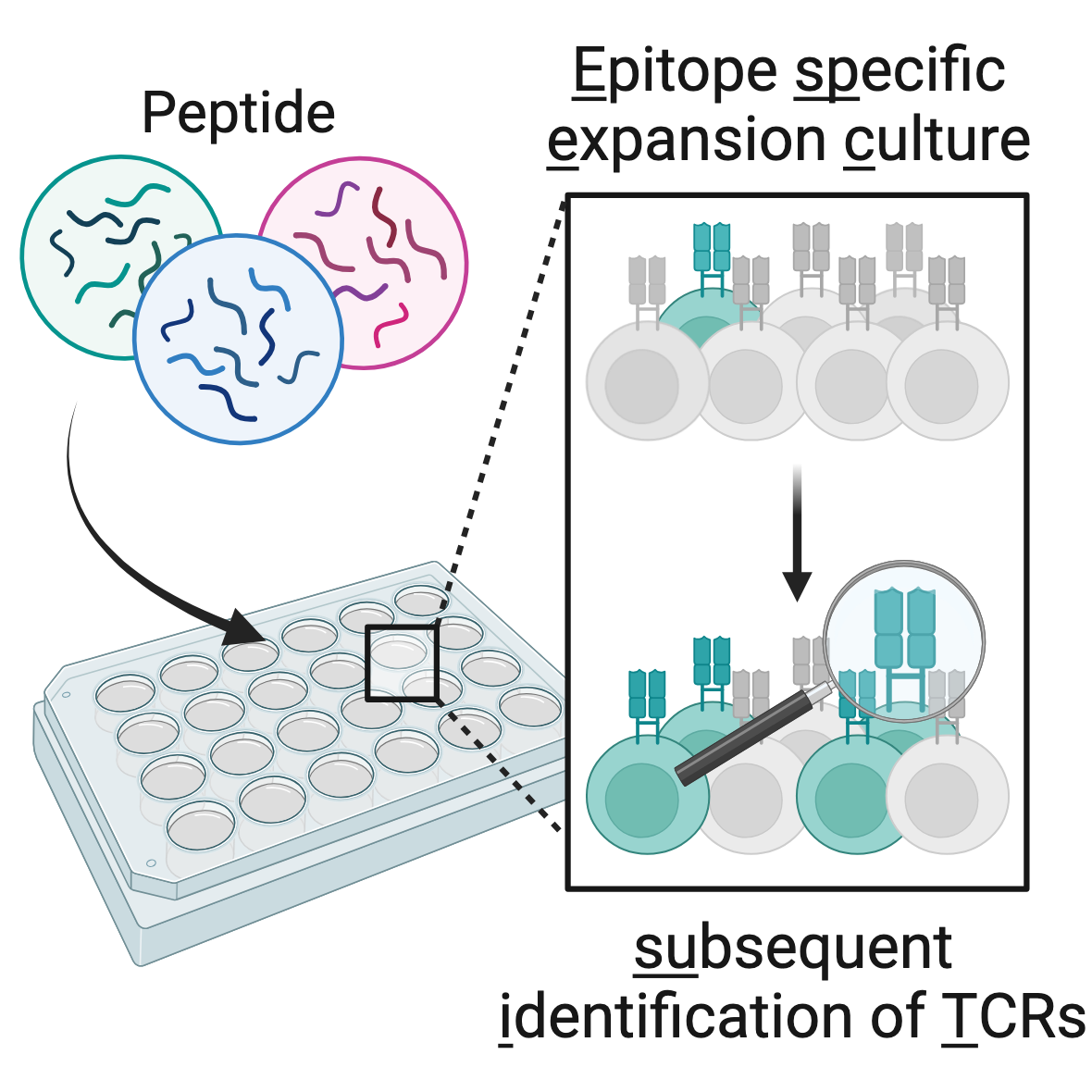 ESPEC-SUIT - A versatile and robust platform to identify and track antigen-specific  T-cell receptors in cancer patients