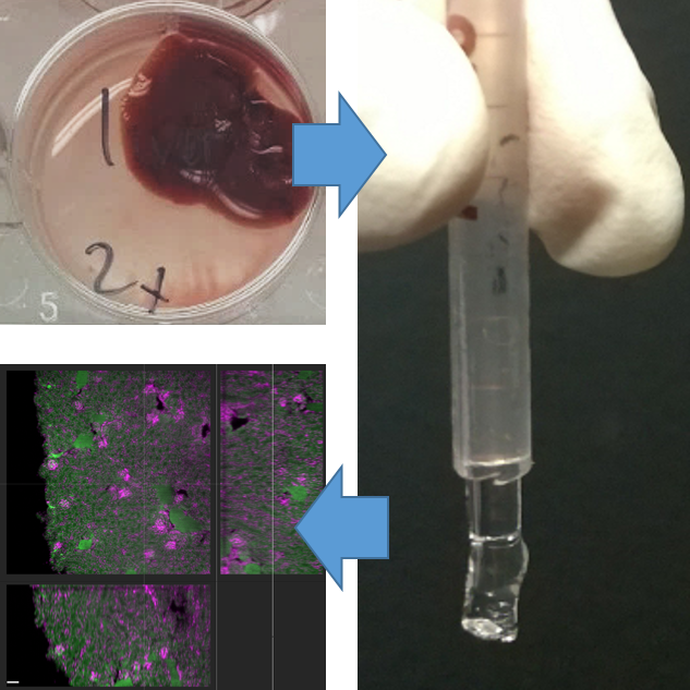 Optical tissue clearing of mouse organs and zebrafish using CUBIC (H)L/CUBIC RA and ScaleCUBIC-1/ScaleCUBIC-2 reagents