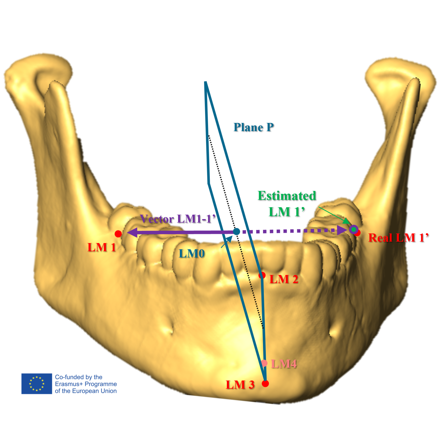 Mandibular Cross-Sectional Geometry: A systematic image-capture method