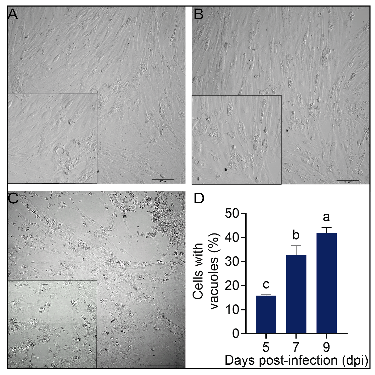 In vitro Infection of SHK-1 Cell Cultures with the Intracellular Pathogen P. salmonis