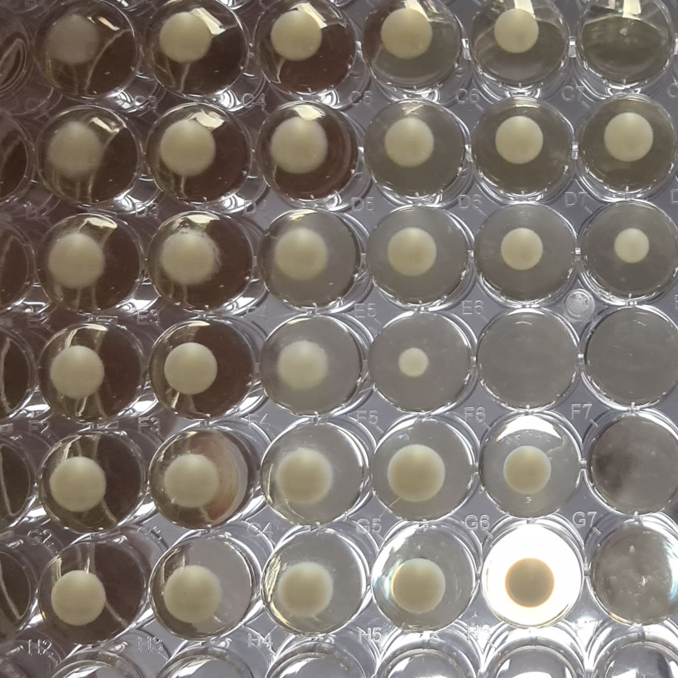 Most Probable Number (MPN) Method for Quantitatively Estimating the Colony Forming Units in the Fastidious Pathogen Piscirickettsia salmonis