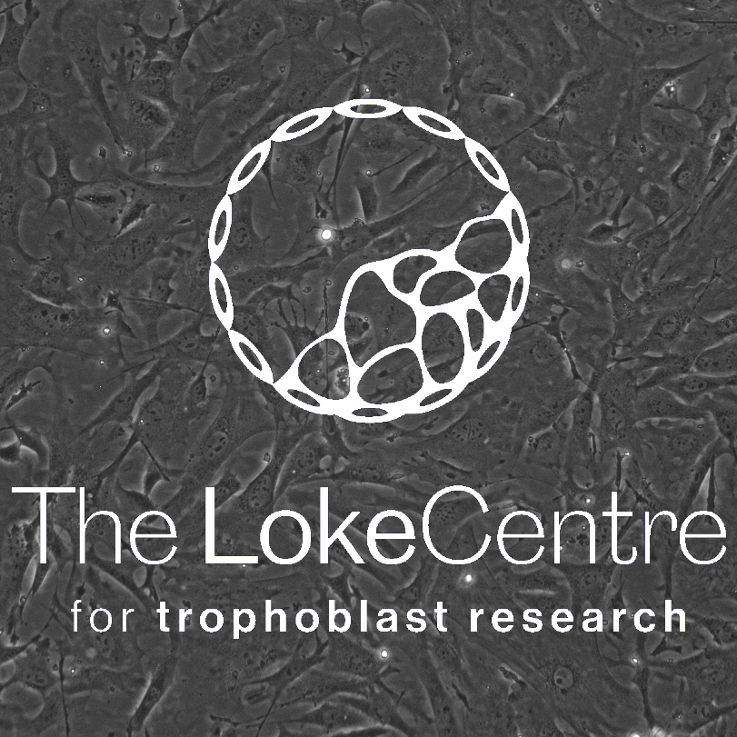 Mouse embryonic fibroblast isolation, culture, and maintenance