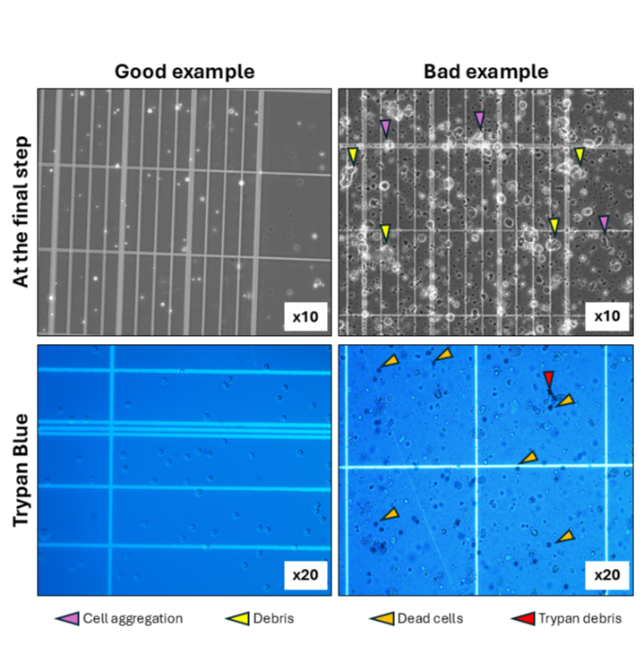 Single Cell Isolation from Murine Kidney for Single-Cell RNA Sequencing