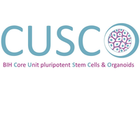 Generation of Neural Stem Cells derived Organoids (NSCO) 