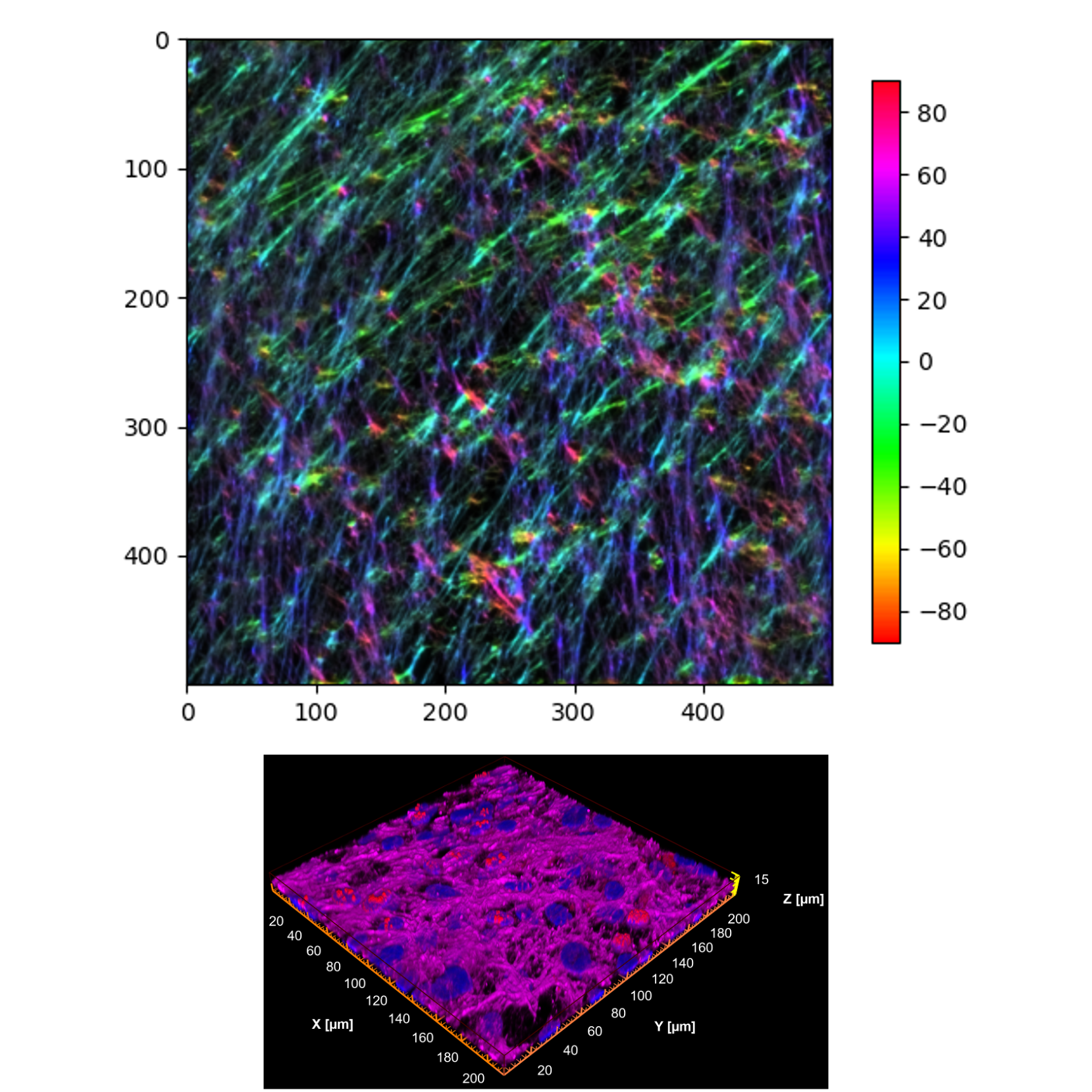 Fibroblast/ECM Functional Units: A Medium-Throughput Assay and Digital Analysis Pipeline V1