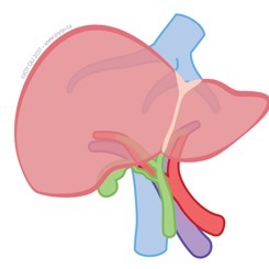 Human Liver Caudate Lobe Dissociation for ScRNA-seq