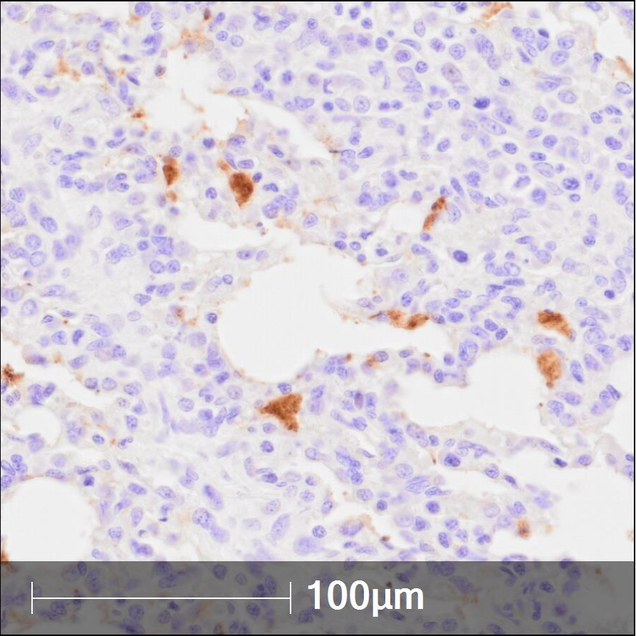 Immunohistochemical detection of porcine reproductive and respiratory syndrome virus (PRRSV) in formalin-fixed, paraffin-embedded (FFPE) pig tissues