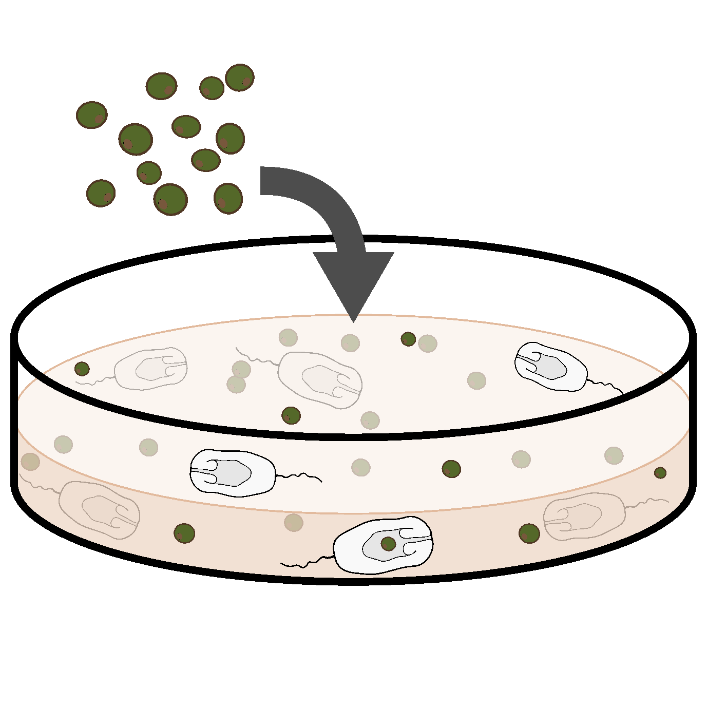 Icon representing the file Exposure of electroporated Aiptasia larvae to Symbiodiniaceaen algae 