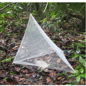 Fly Sampling Protocol