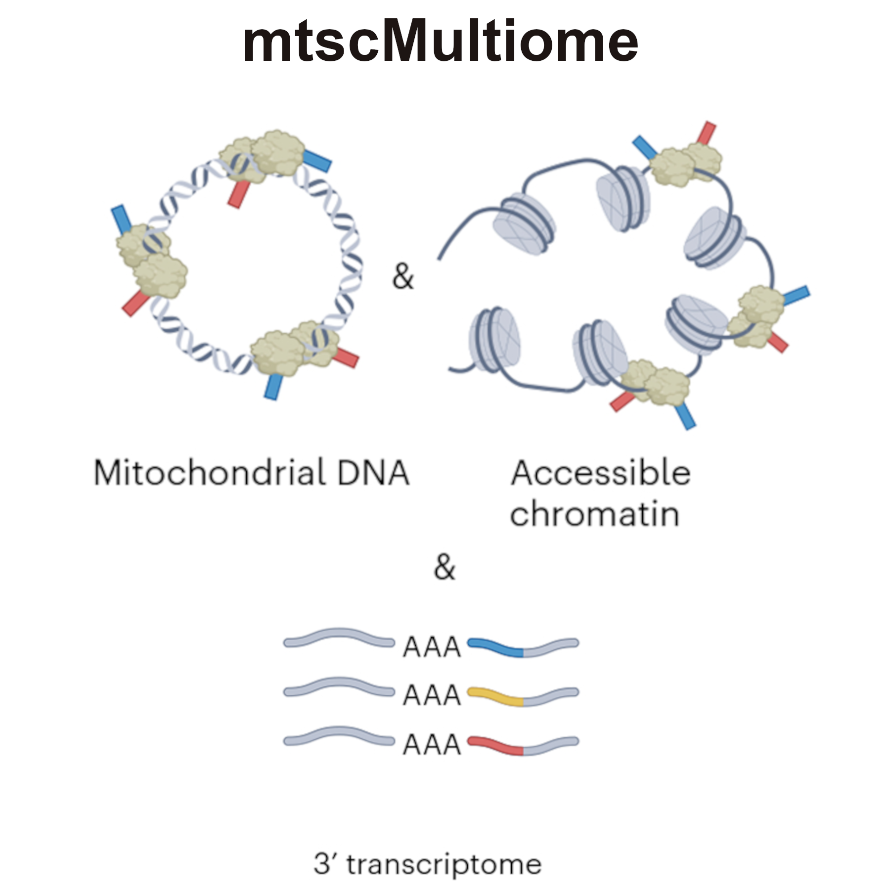 mtscMultiome ATAC + GEX