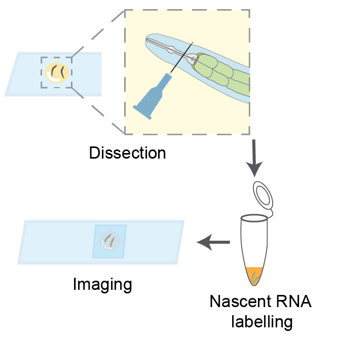 Labeling of Nascent RNA in C. elegans Intestine Cells