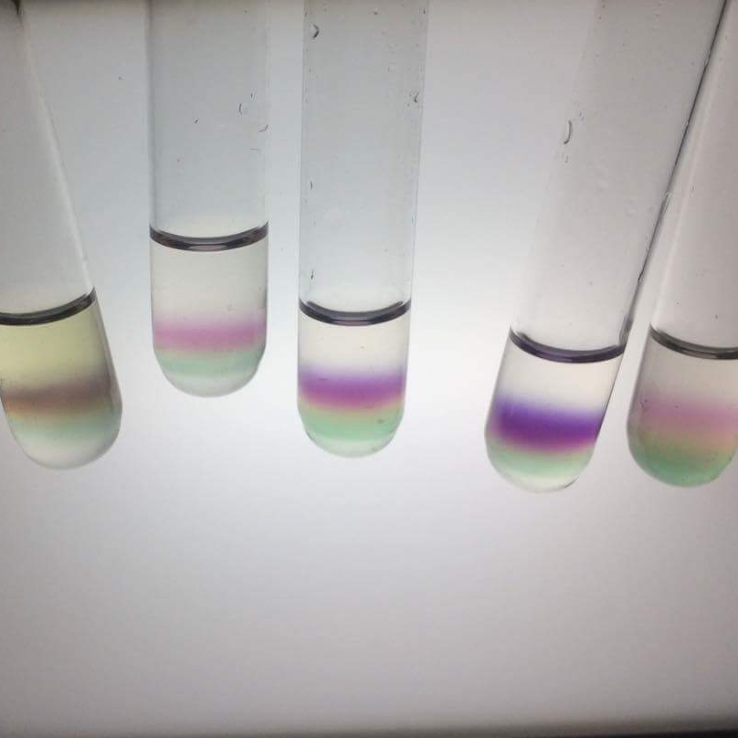 Phytochemical Screening