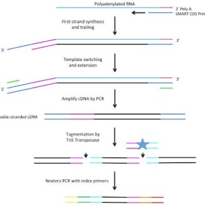 Icon representing the file Preparation of Single-Cell RNA-Seq Libraries for Next Generation Sequencing