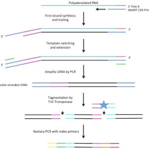 Icon representing the file Single-cell RNA-Seq expression analysis