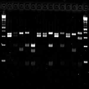 Icon representing the file Symbiodinium cp23S RFLP and sequence analysis