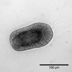 Icon representing the file Embedding living larvae in low-melting agarose for&nbsp;imaging and recovery thereafter