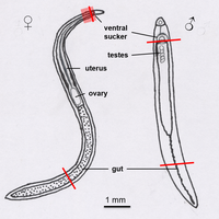 Manual dissection of the Schistosoma mansoni and S. japonicum head and ...