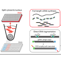 Direct nuclear tagmentation and RNA-sequencing (DNTR-seq)