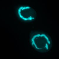 Long staining procedure of nuclei in Euplotes crassus using DAPI