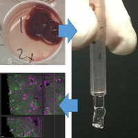 Optical tissue clearing of mouse organs and zebrafish using CUBIC (H)L ...