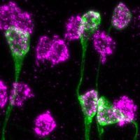 Multiplex Detection of Gene Expression in the Intact Drosophila Brain ...